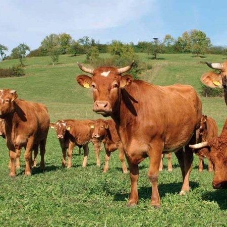 Unsere Kühe - Fleischerei Christian Gottschlich