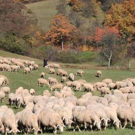 Unsere Schafe - Fleischerei Christian Gottschlich