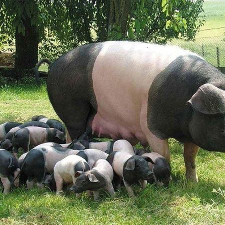 Unsere Schweine - Fleischerei Christian Gottschlich
