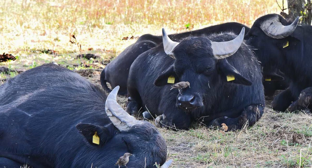Wasserbüffel - Fleischerei Christian Gottschlich