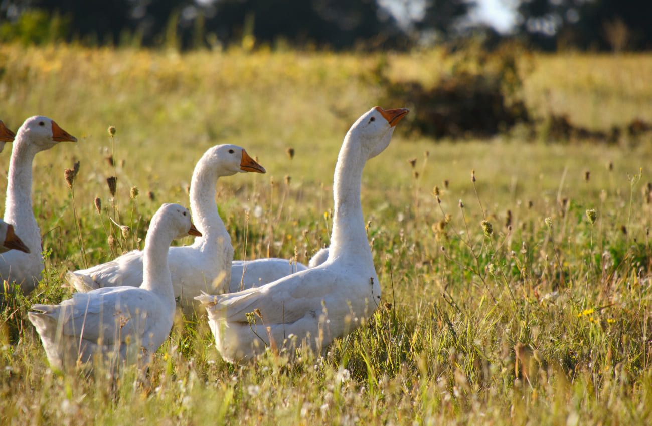 Gänse auf einer Wiese