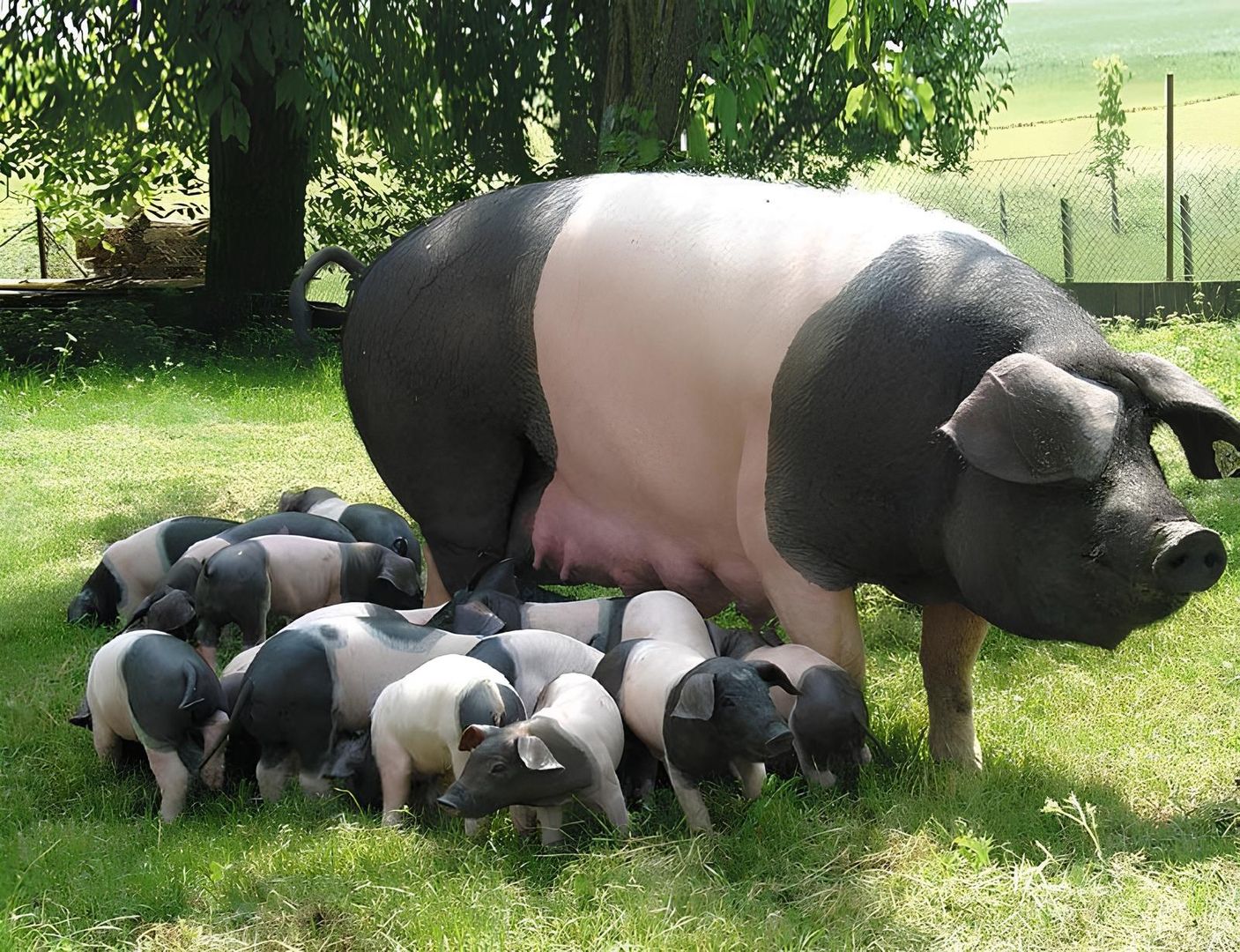Eine Sau mit mehreren Ferkeln - Fleischerei Christian Gottschlich